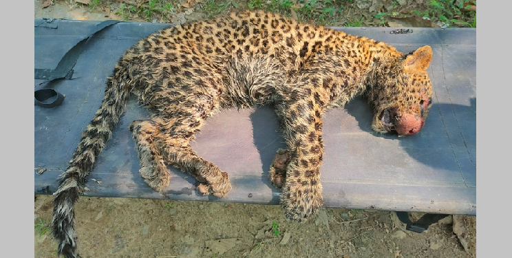 loepard death