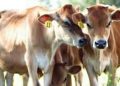 গৰুৰ অবৈধ সৰবৰাহ বন্ধ কৰাৰ দাবীত মুখ্যমন্ত্ৰীলৈ স্মাৰক পত্ৰ নাগৰিক সুৰক্ষা মঞ্চ, অসমৰ