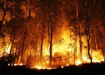 Wildfire in Palamu Tiger Reserve