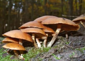 poisonous mushrooms