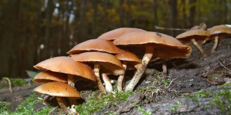 poisonous mushrooms
