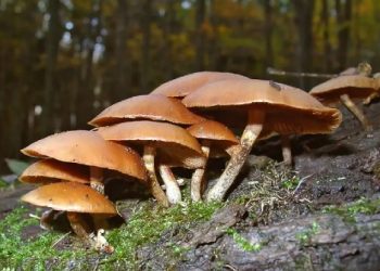 poisonous mushroom