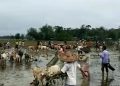 Garu Bihu