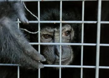 Northeast serving as transit route for animal trafficking