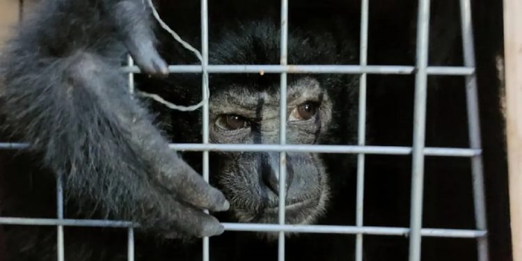 Northeast serving as transit route for animal trafficking