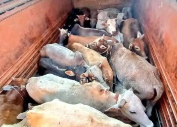 Two detained with 21 cattle in Sootea