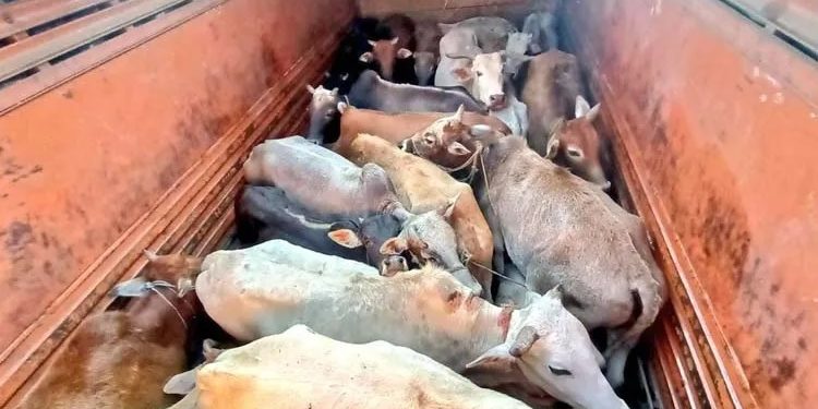 Two detained with 21 cattle in Sootea