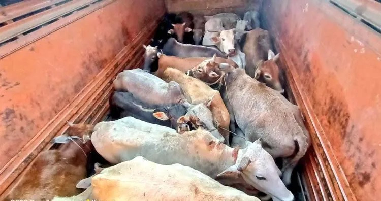 Two detained with 21 cattle in Sootea