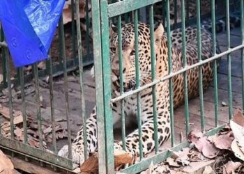 গোলাঘাটৰ গাওঁত সন্ত্ৰাসৰ সৃষ্টি কৰা নাহৰফুটুকী বাঘ পিঞ্জৰাবদ্ধ