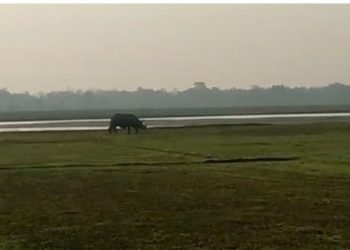 বিহালীৰ বৰাজুলিত গঁড়ৰ মুক্ত বিচৰণ, আতংকিত গঞা