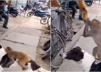 Dog Helps Monkey
