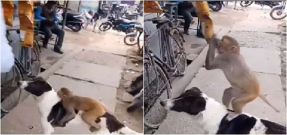 Dog Helps Monkey