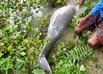 Gangetic dolphin