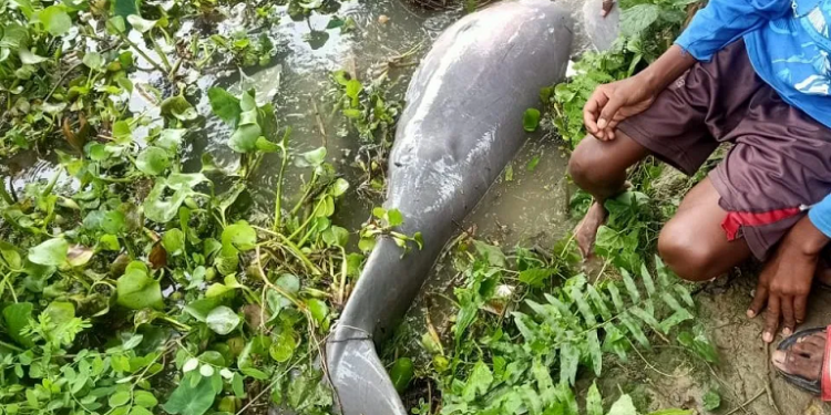 Gangetic dolphin