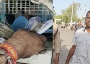Postmaster Lost 1 Crore In IPL Bets