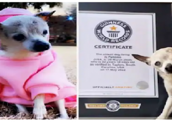 world’s oldest living dog