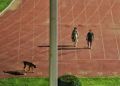 IAS officer dog walking row