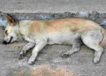 Men booked for killing dog