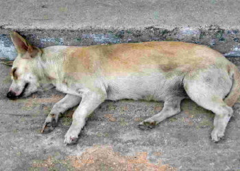 Men booked for killing dog