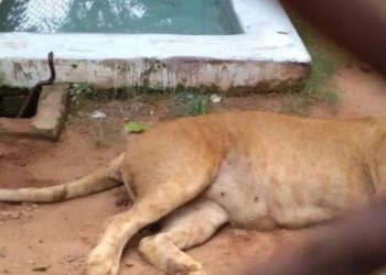 Lioness dies of snake bite: ভুৱনেশ্বৰৰ নন্দনকাননত ভয়ংকৰ ঘটনা; বিষাক্ত সাপৰ কামোৰত মৃত্যু সিংহিনীৰ