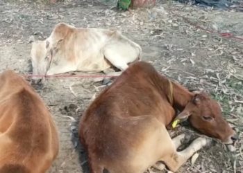 বিশ্বনাথ আৰক্ষীৰ অভিযানত জব্দ ২৮ টাকৈ চোৰাংভাবে সৰবৰাহ কৰা গৰু, দুজনক গ্ৰেপ্তাৰ