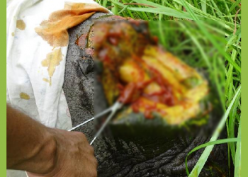চোৰাং চিকাৰীৰ নতুন কৌশল; ওৰাং ৰাষ্ট্ৰীয় উদ্যানত হত্যা নকৰাকৈয়ে কাটি নিলে গঁড়ৰ খড়্গ