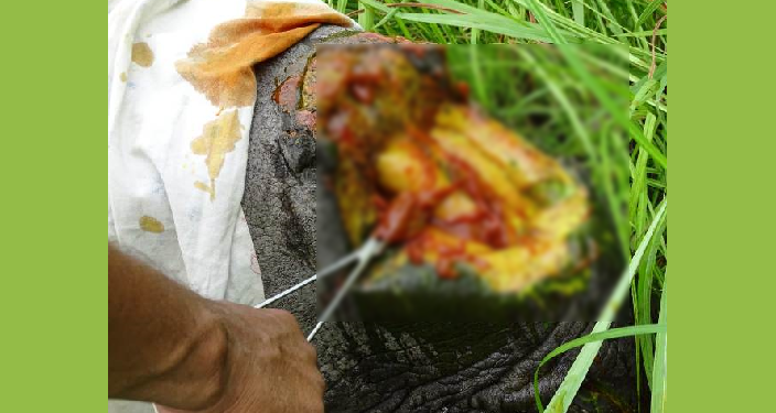 ফটো: নৰ্থইষ্ট নাও।