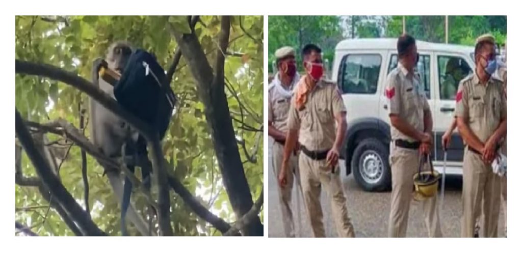 Monkey Fled With Evidence