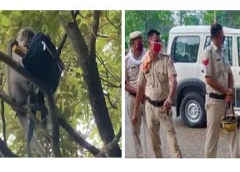 Monkey Fled With Evidence