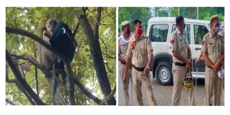 Monkey Fled With Evidence
