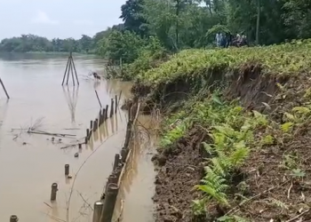 জলসম্পদ বিভাগৰ কাণ্ড: বাঁহ গোজ পুতি ভয়াৱহ খহনীয়া ৰোধৰ চেষ্টা; নিমাত বিধায়ক অখিল গগৈ