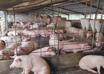 India’s largest pork processing plant