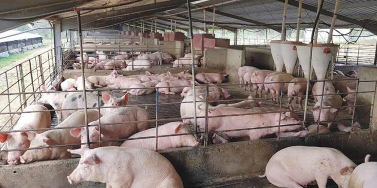 India’s largest pork processing plant
