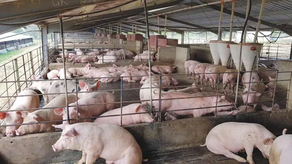 India’s largest pork processing plant