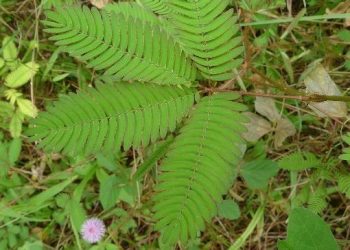 নিলাজী বন-লাজুকী লতা কি ৰোগৰ বাবে এক আশীৰ্বাদস্বৰূপ জানেনে?