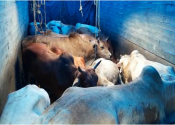 গৰু সৰবৰাহত কলিয়াভোমোৰাৰ নিৰাপত্তাৰক্ষী, অজ্ঞাত সংগঠন, একাংশ সংবাদকৰ্মী জড়িতৰ অভিযোগ