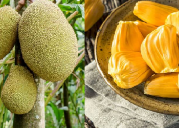 Health benefits of the jackfruit: এতিয়া কঁঠালৰ বতৰ; ইয়াৰ বহুমূলীয়া উপকাৰিতাৰ বিষয়ে শুনিলে আচৰিত হ’ব আপুনি