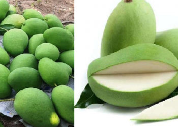 Benefits of the raw Mangoes: কেঁচা আম খাবলৈ বৰ জুতি; কিন্তু কেঁচা আমৰ উপকাৰিতাৰ বিষয়ে জানেনে?