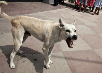 Dog killed three-day-old baby in Panipat