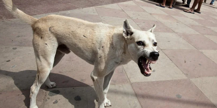 Dog killed three-day-old baby in Panipat