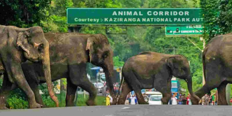 Kaziranga national park