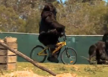 Gorilla riding a bicycle