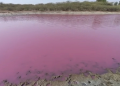 Lake water turns pink