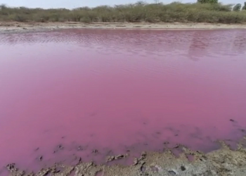 Lake water turns pink