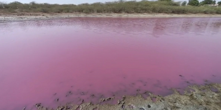 Lake water turns pink