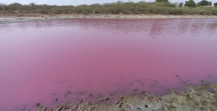 Lake water turns pink