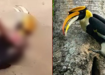 Great Indian hornbill
