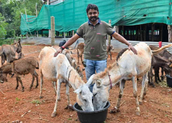 donkey milk farm
