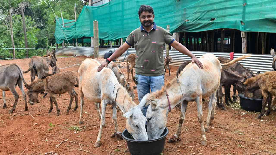 donkey milk farm
