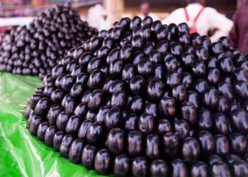 Health benefits of the Indian blackberry: এতিয়া জামু খোৱাৰ বতৰ; তাৰ কেইটামান উপকাৰিতাৰ বিষয়ে জানো আহক
